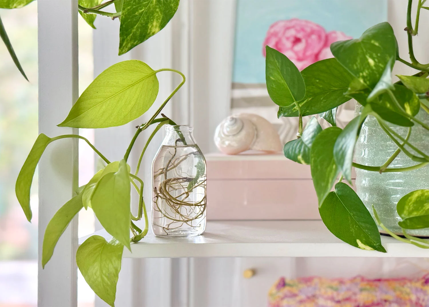 How To Propagate A Pothos[/gpt3]