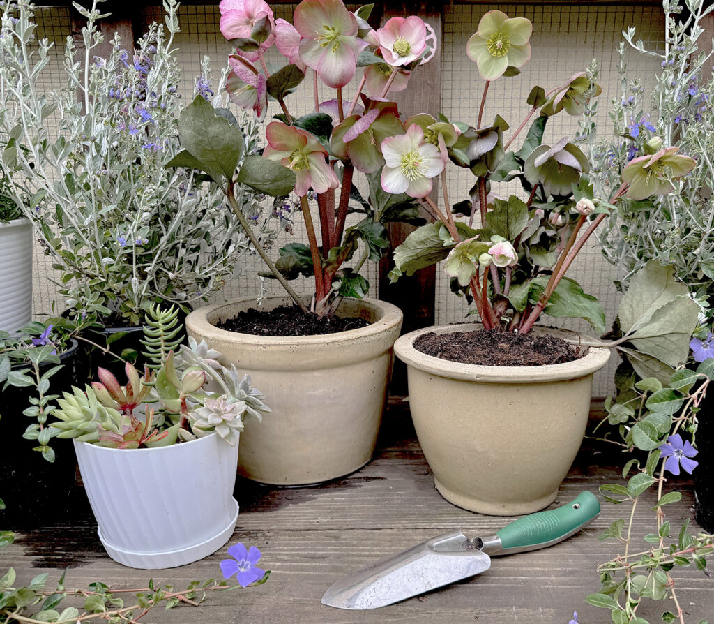 Bloom of the Month: Hellebores[/gpt3]
