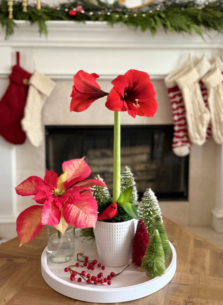 Bloom of the Month: Amaryllis[/gpt3]